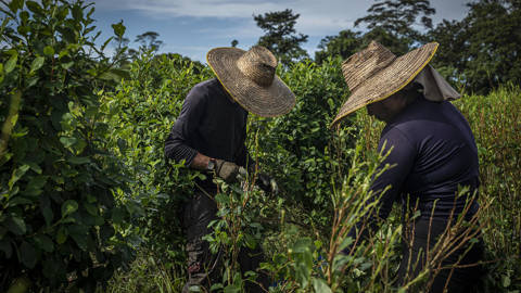 velez1_Edinson Arroyopicture alliance via Getty Images_cocacolombia