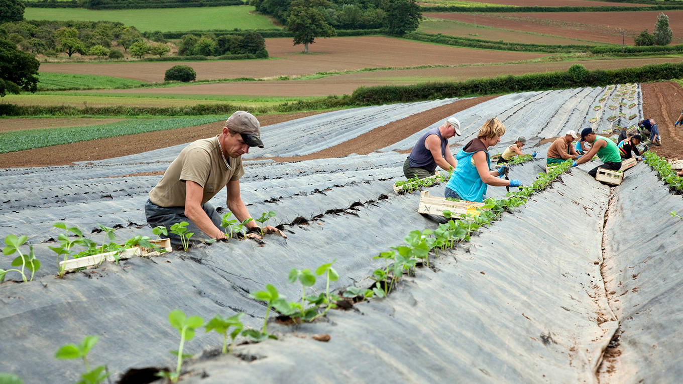 British farm in Devon