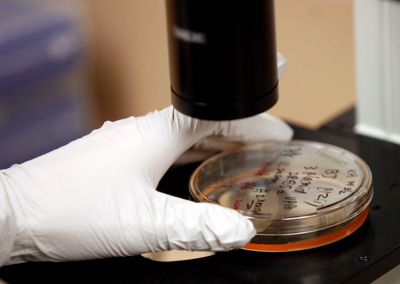 petri dish