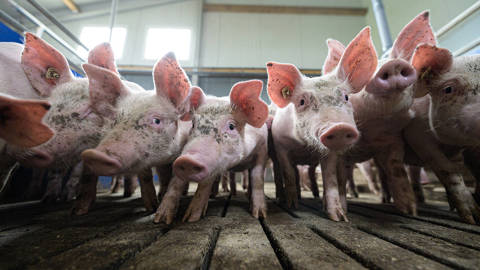 singer218_ Lukas SchulzeGetty Images_pigfarm