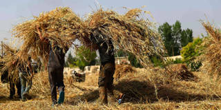 What farmers in the Middle East.