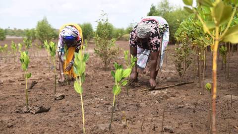 terzi_SIMON MAINAAFP via Getty Images_kenya afforestation