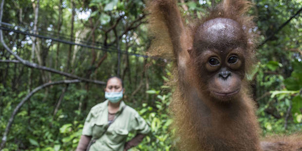 ledgard4_International Animal Rescue  Ba  Barcroft Media via Getty Images_orangutan