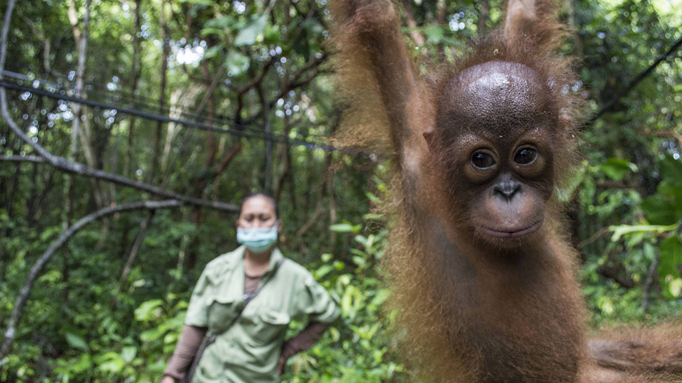 ledgard4_International Animal Rescue Ba Barcroft Media via Getty Images_orangutan