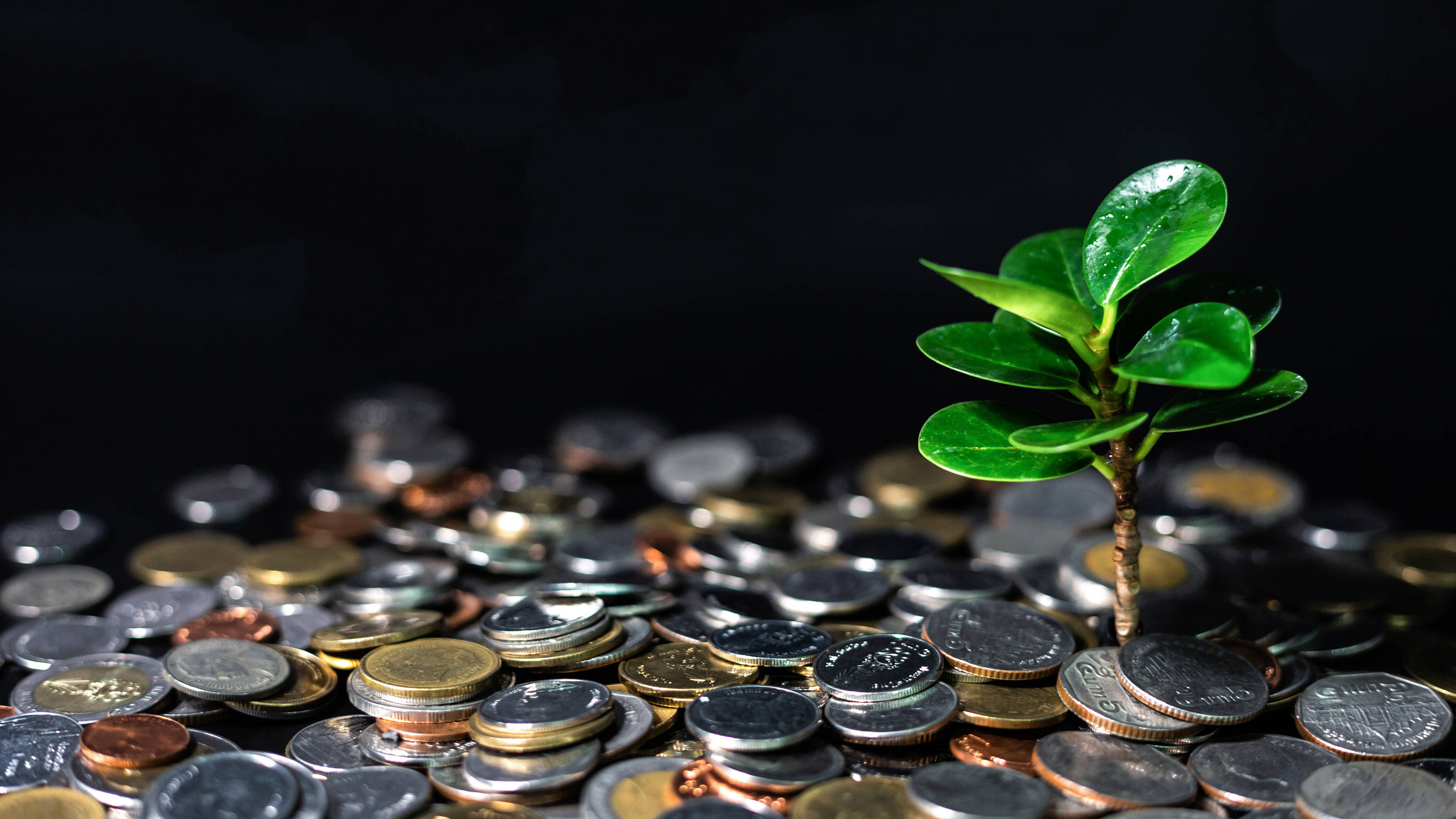akhtar1_krisanapong detraphiphatGetty Images_moneyplantgrowthsustainability