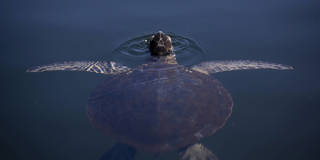 jmorris1_ Bruna PradoGetty Images_turtle seas