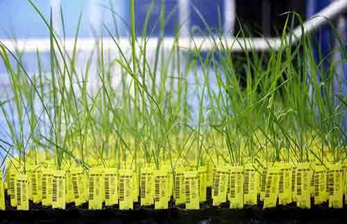 GM crops