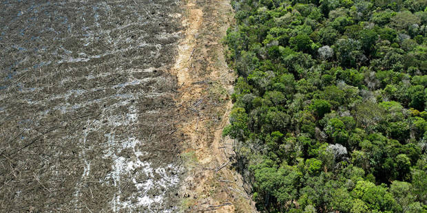 dixsondecleve6_FLORIAN PLAUCHEURAFP via Getty Images_deforestation
