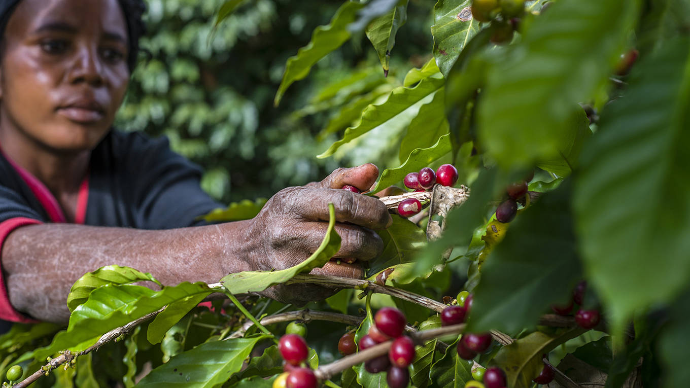 cardenas3_Oleksandr RupetaNurPhoto via Getty Images_womanpickingcoffee