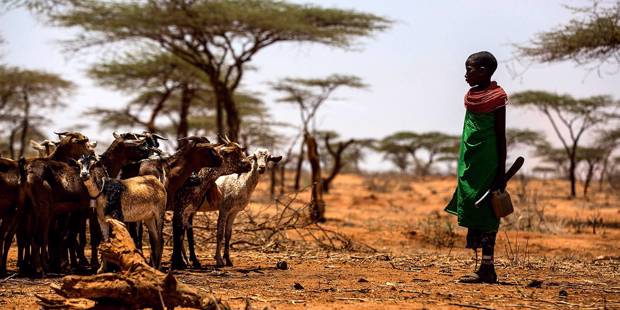 homannkeetui1_LUIS TATOAFP via Getty Images_goatsafricachildfarm