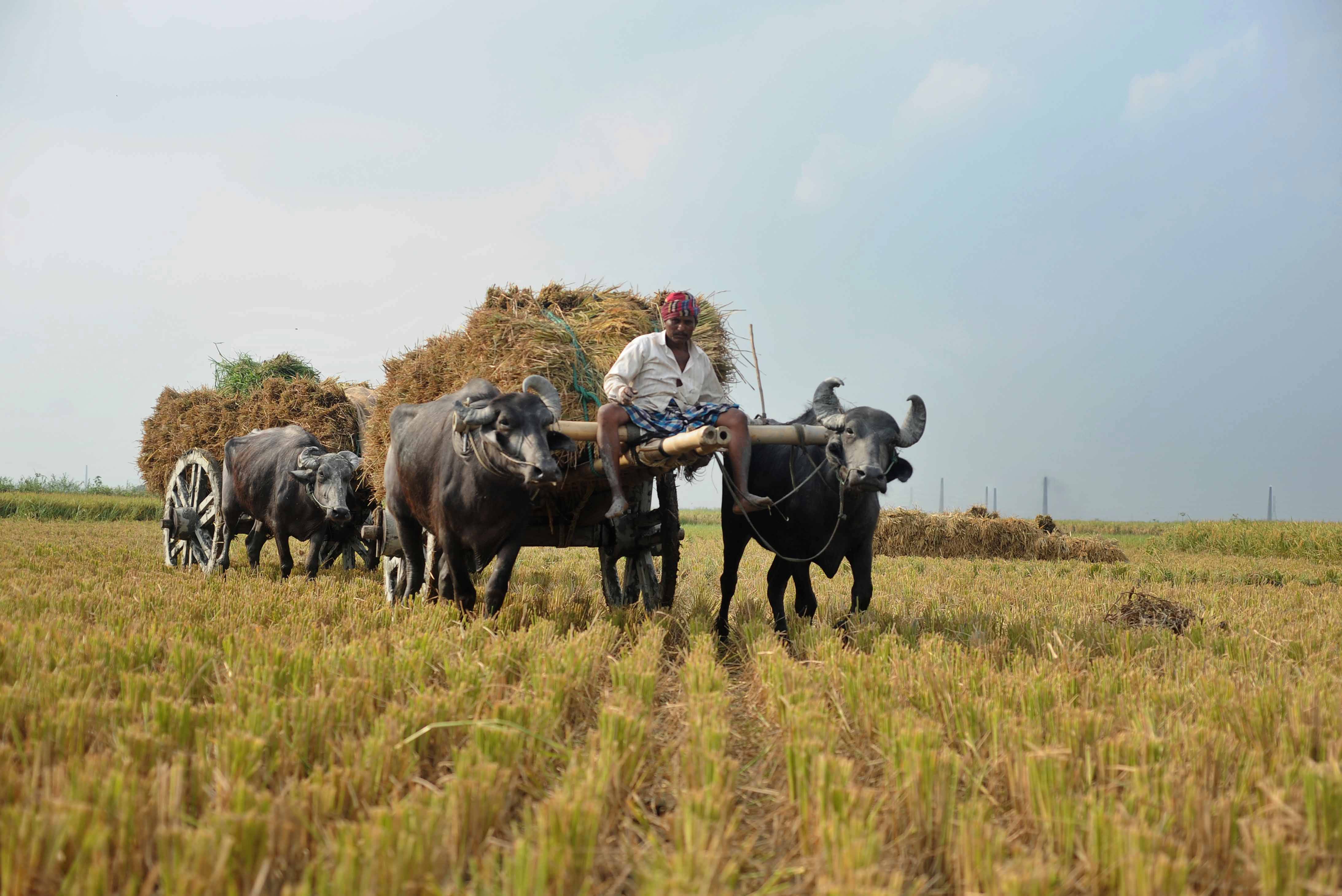 mallochbrown4_Sk Hasan Ali_Corbis_Getty Images_farmer bangladesh