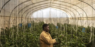 A worker arranges pepper plants in an AI-powered greenhouse in Jos, Nigeria.