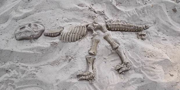 High Angle View Of Fossil Dinosaur On Sand At Beach