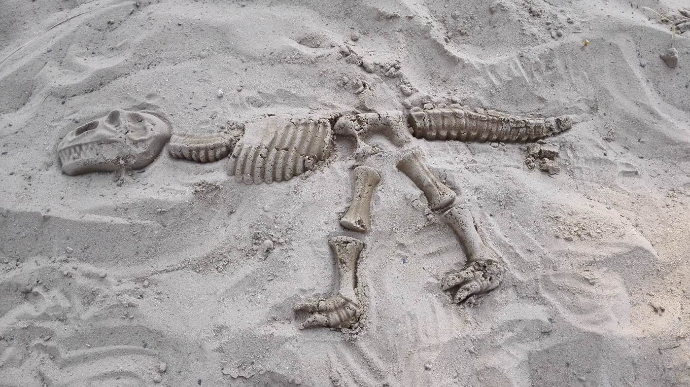 High Angle View Of Fossil Dinosaur On Sand At Beach