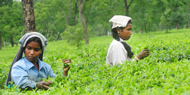 ryder4_Mint_tea garden workers in India
