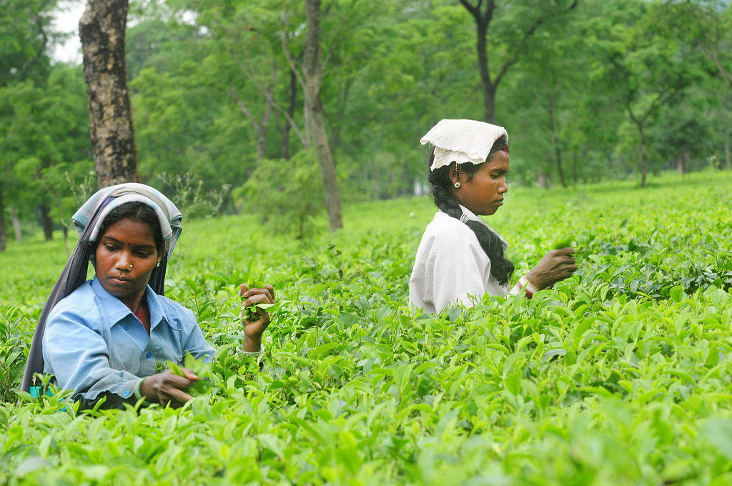 ryder4_Mint_tea garden workers in India