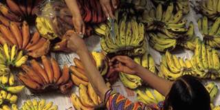 Women in poverty selling bananas for dollars.