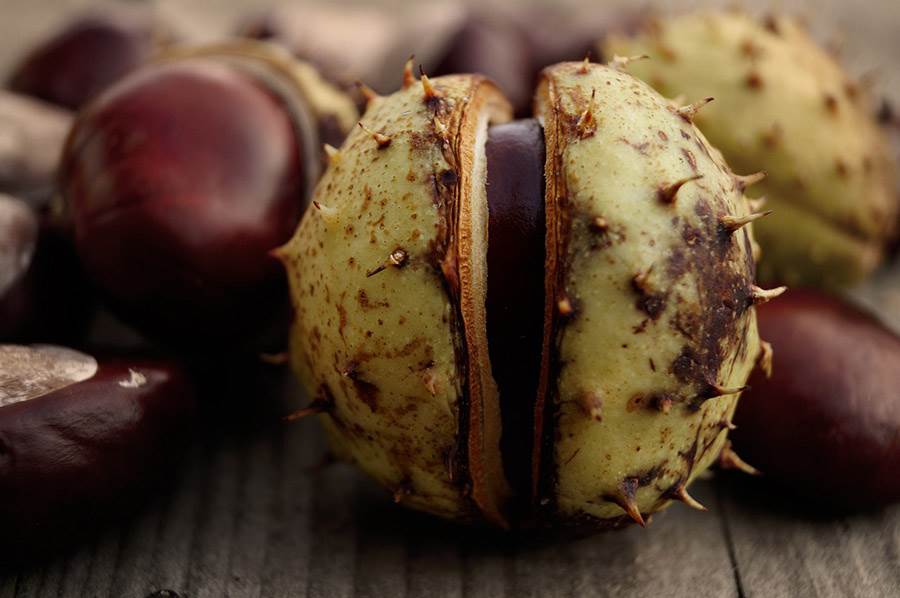 Chestnut
