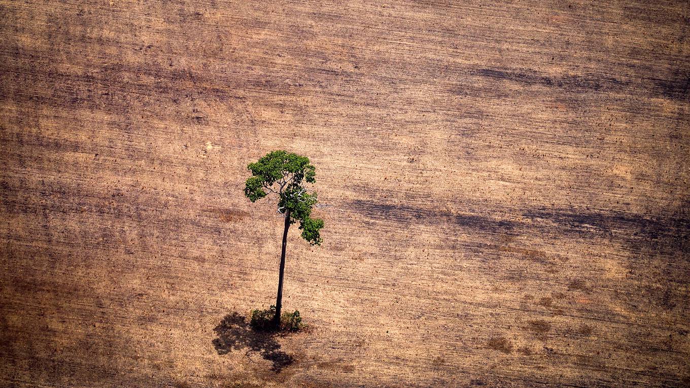 rached1_RAPHAELALVESAFPGettyImages_lonetreeempyfieldamazon