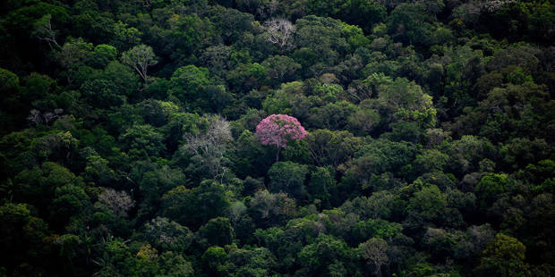 boccaletti12_ MAURO PIMENTELAFP via Getty Images_rainforest carbon