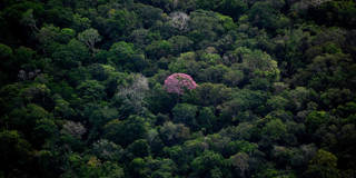 boccaletti12_ MAURO PIMENTELAFP via Getty Images_rainforest carbon