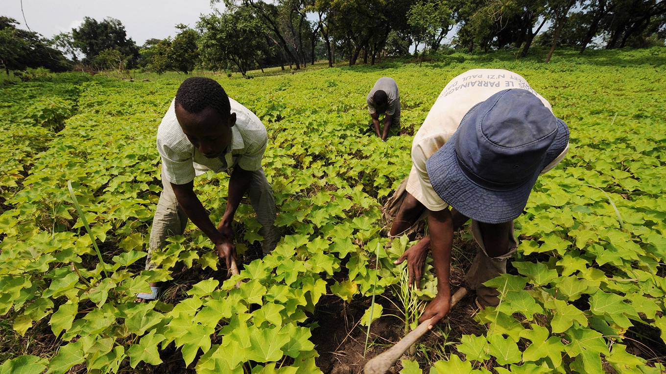 thiaw1_KAMBOU SIAAFP via Getty Images_biofuelfarmfieldworkers