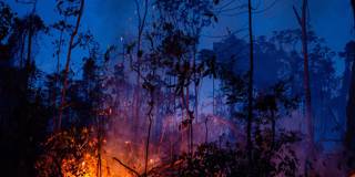 msilva1_Gustavo BassoNurPhoto via Getty Images_amazon fire
