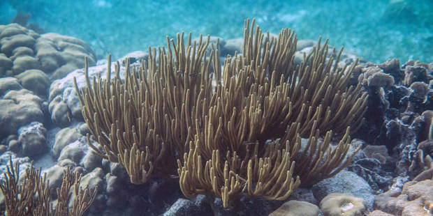 briceno1_Pedro PardoAFP via Getty Images Belize coral reed debt nature swap