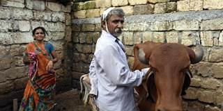tharoor95_Hindustan Times_Getty Images_cow vigilantes