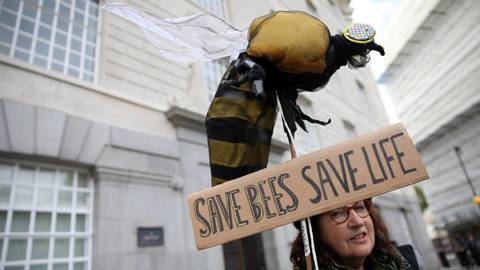 coyle17_ISABEL INFANTESAFP via Getty Images)_bees biodiversity