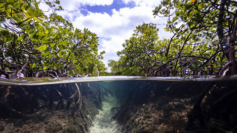 mpaxton1_jonathanfilskov-photographyGetty Images_mangrove