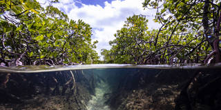 mpaxton1_jonathanfilskov-photographyGetty Images_mangrove