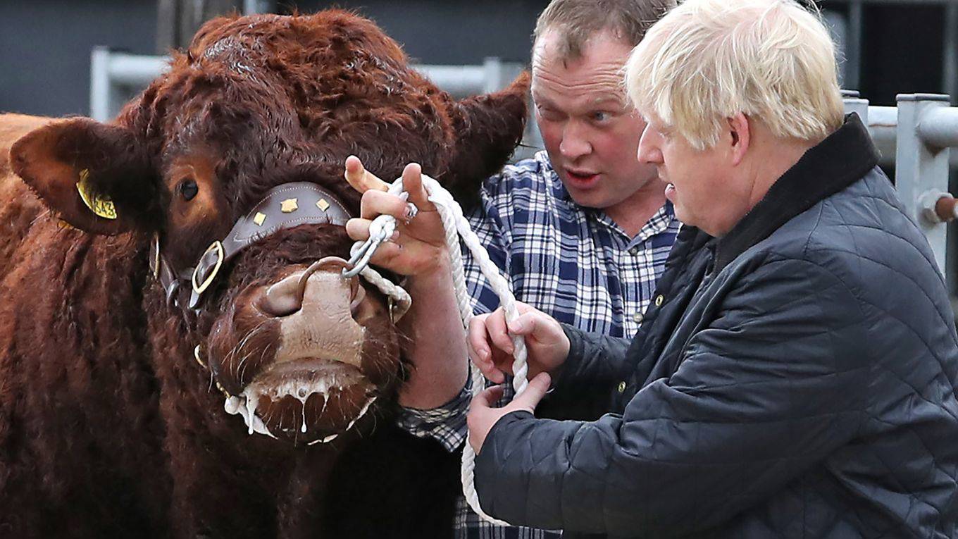 mallochbrown10_ANDREW MILLIGANAFPGetty Images_boris johnson cow