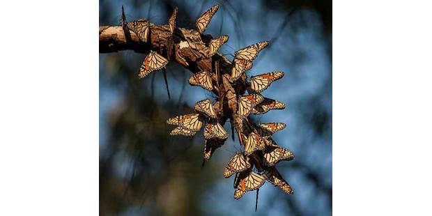 Monarch butterfly migration/Nagarajan Kanna/Flickr