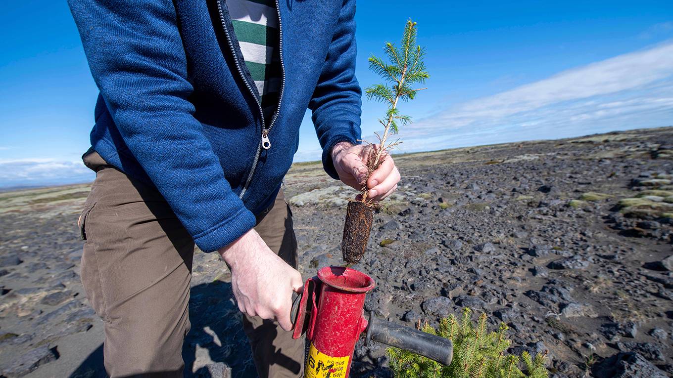 amalhotra1_HALLDOR KOLBEINSAFP via Getty Images_treeplanting