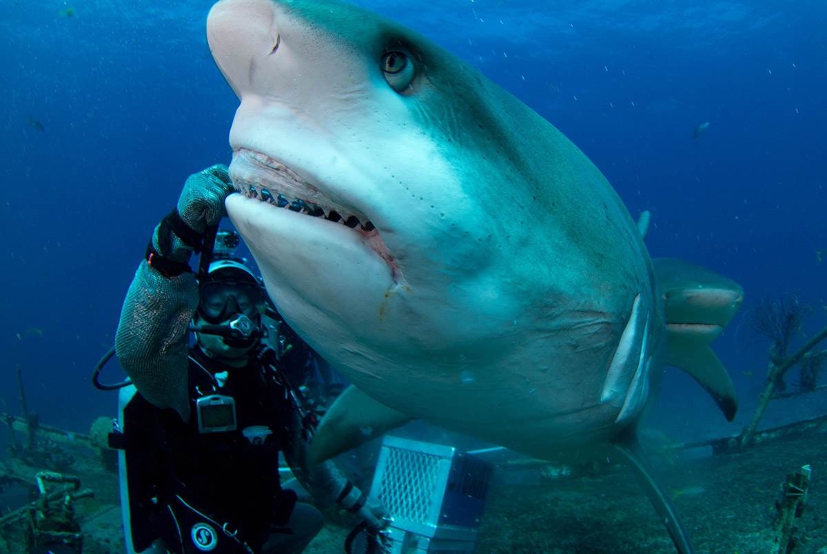 Shark marine environment