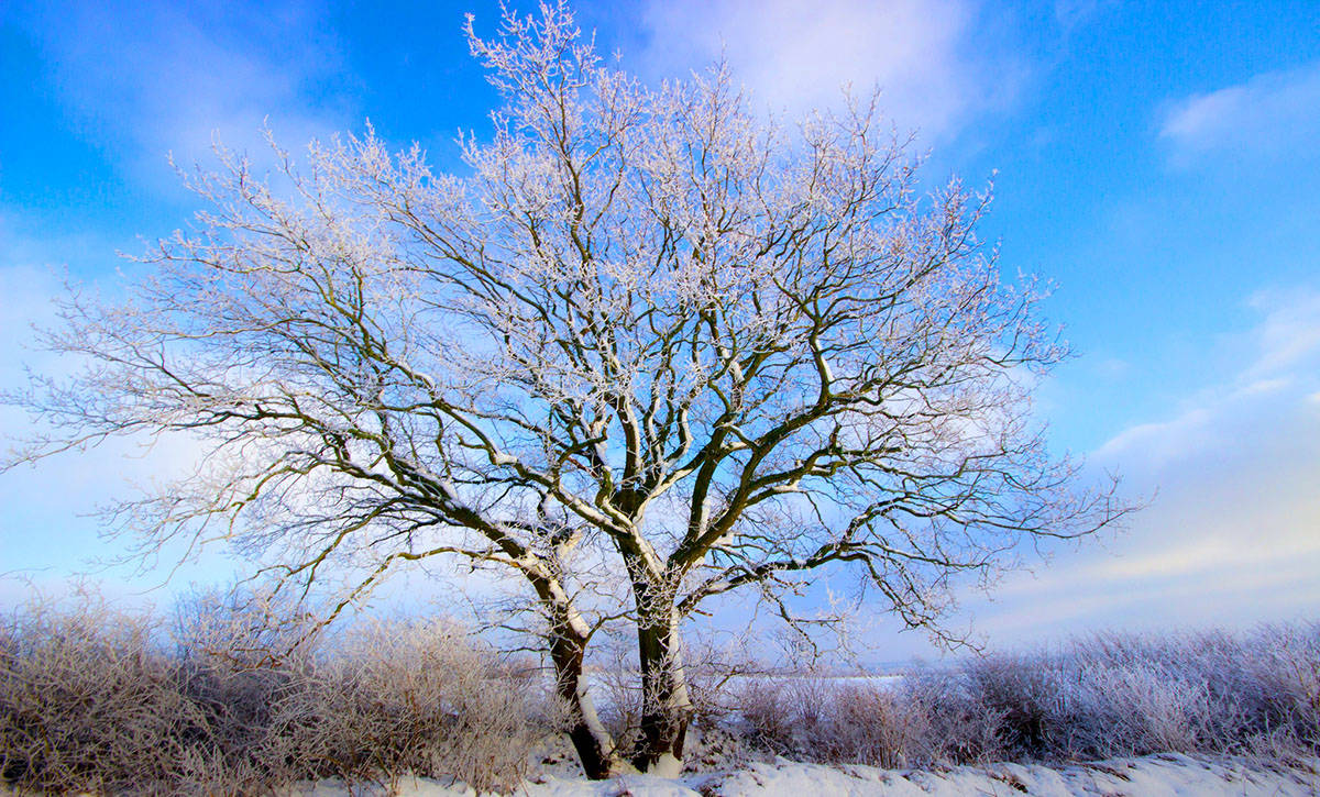 Winter tree