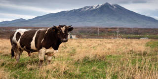 cow grazing mountain