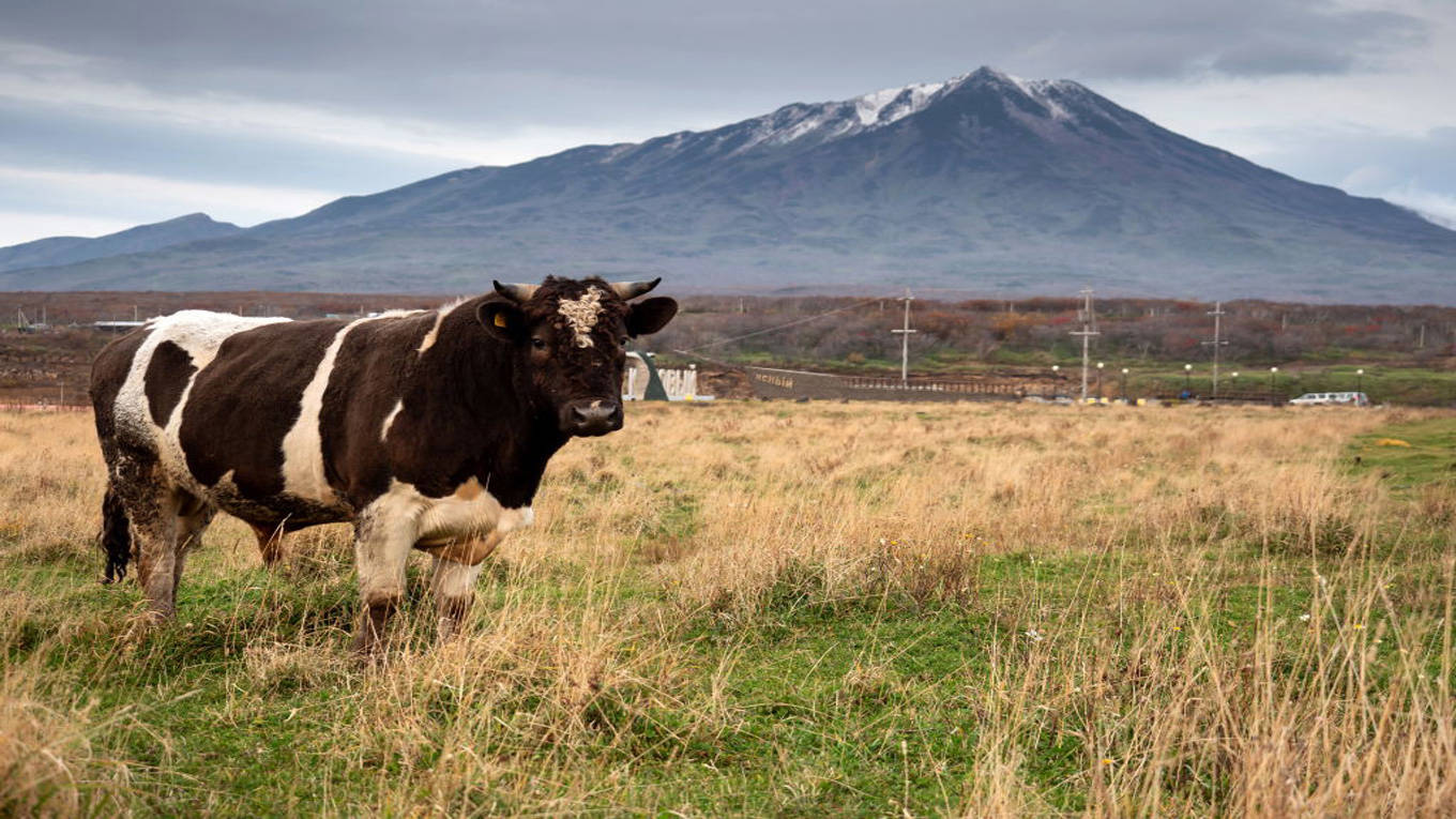 cow grazing mountain