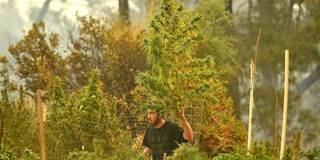  Guy saves marijuana plant from fire in California