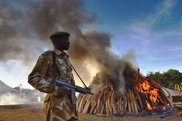 burning ivory