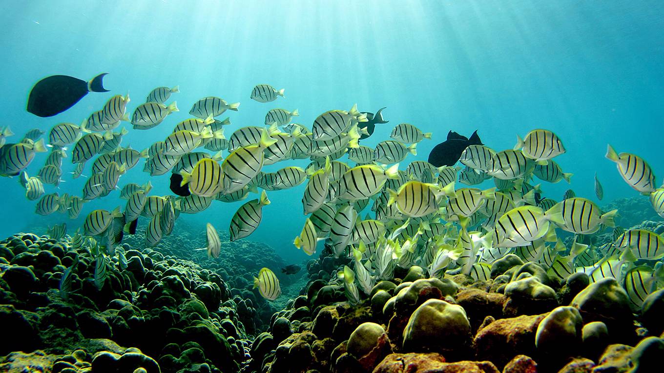 rodriguez2_Donald MiralleGetty Images_fishoceansun