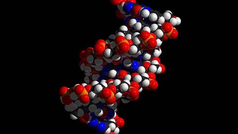 DNA double-helix with color-coded nucleotides, phosphates and sugar