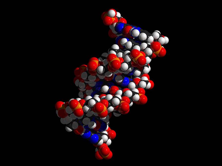 DNA double-helix with color-coded nucleotides, phosphates and sugar