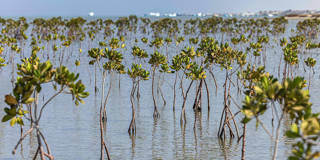 desalegn1_ KHALED DESOUKIAFP via Getty Images_biodiversity