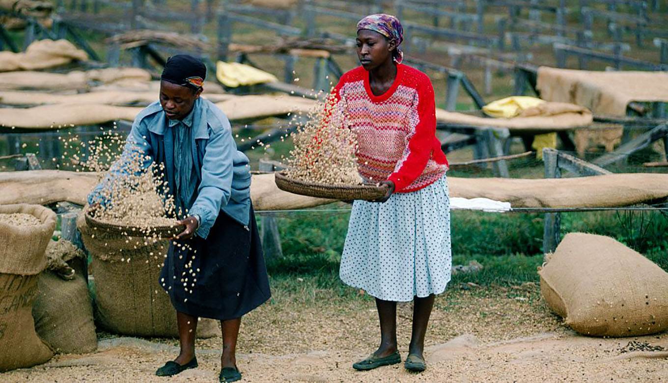 Kenya women coffee