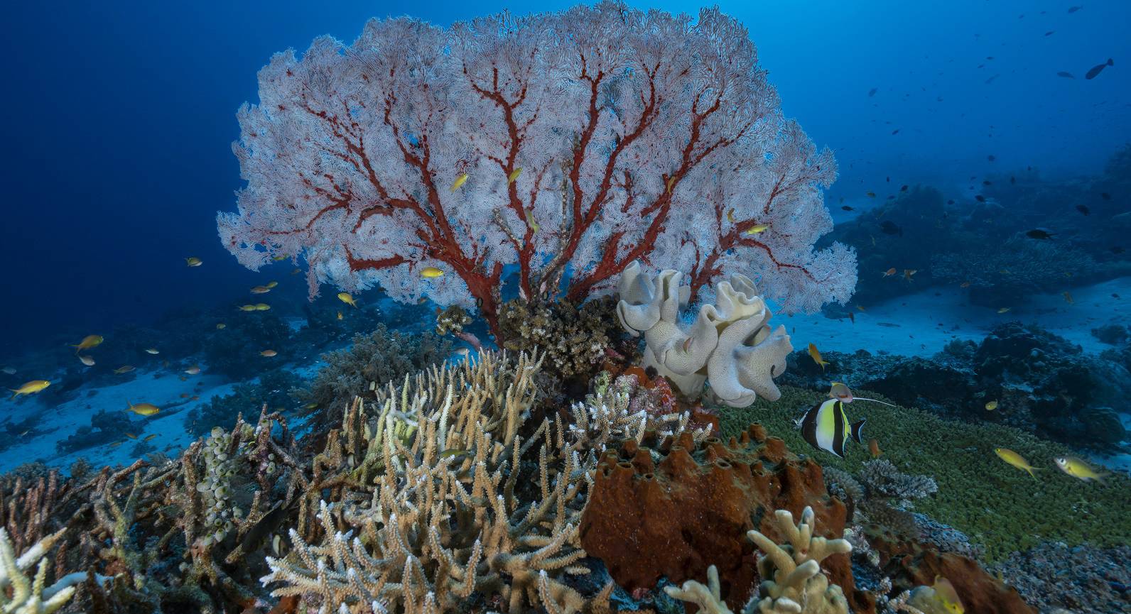 lavina1_Alexis RosenfeldGetty Images_palawan biodiversity