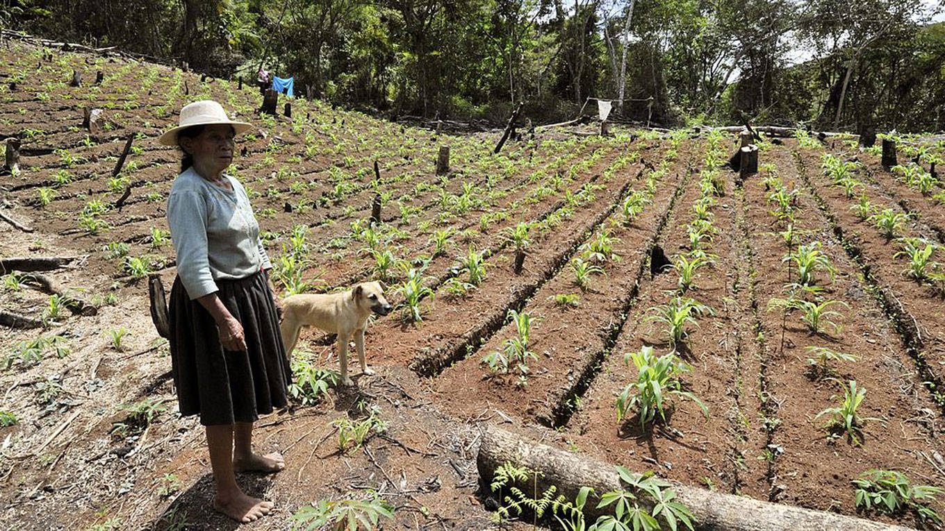 bolivian plantation