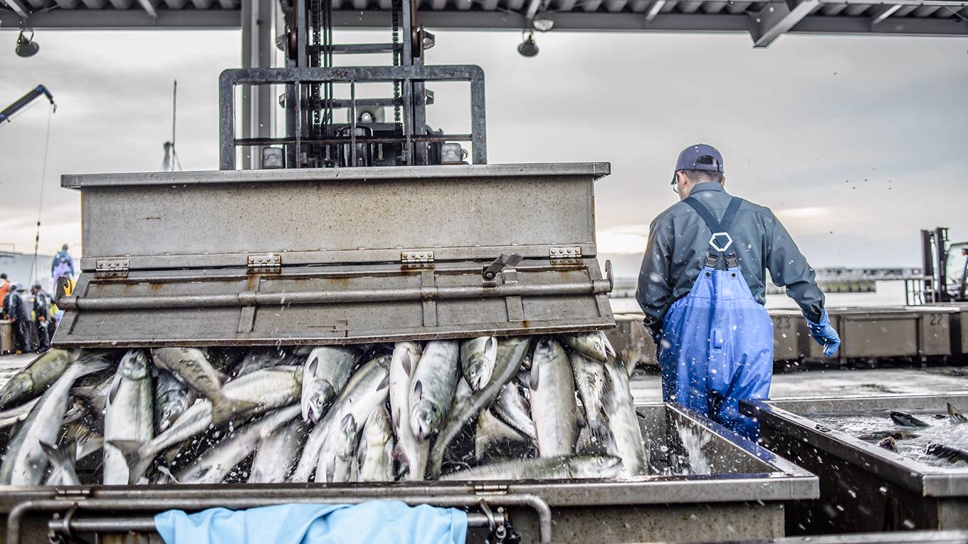 ish1_OleksandrRupetaNurPhotoviaGettyImages_japanfisheryunloading