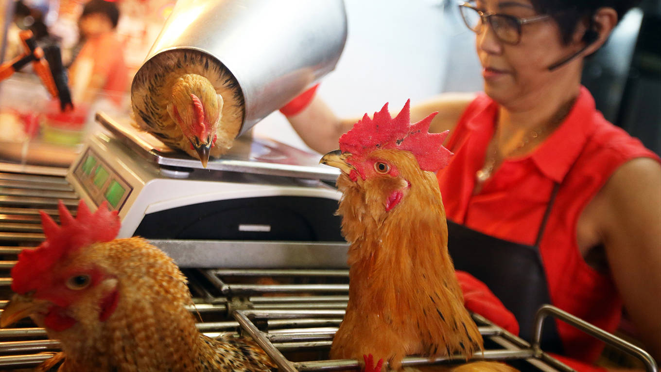 singer180_David WongSouth China Morning Post via Getty Images_chinawetmarketchickens